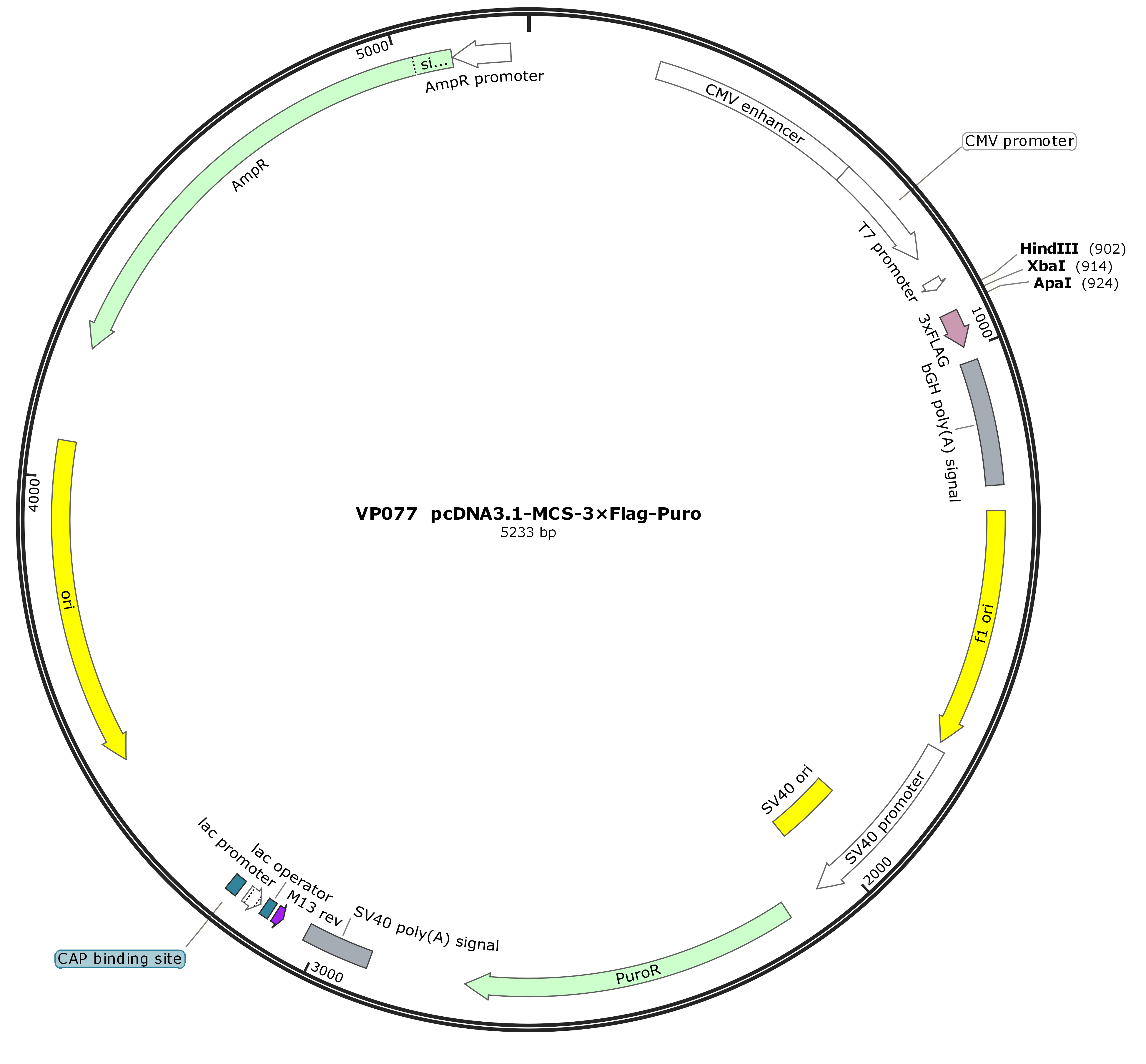 pcDNA3.1-MCS-3×Flag-Puro
